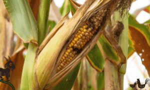 Infestação de vassoura-de-bruxa compromete produção de mandioca e gera emergência no Amapá