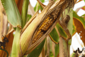 Plantação de mandioca no Amapá atingida por vassoura-de-bruxa