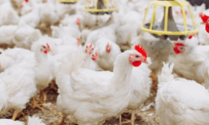 Setor avícola brasileiro espera que a China recupere o preço do frango.