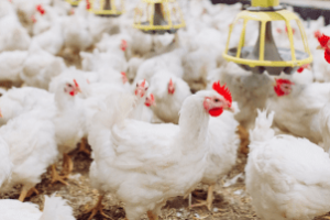 preço do frango em recuperação com expectativa da China