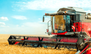 Lavoura de soja em desenvolvimento durante a primavera de 2025