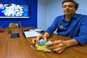 Produção de ovos coloridos ganha força e amplia valor agregado para avicultores.