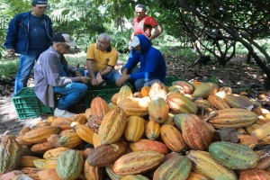 Açaí, cacau e banana ampliam a diversificação agrícola e fortalecem o agro no Ceará.
