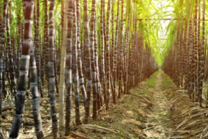 Máquina agrícola colhe cana-de-açúcar em área afetada por estiagem