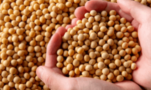 Agricultores dos EUA pedem que Trump negocie acordo de compra de soja com a China