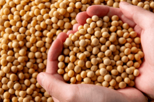 Agricultores americanos de soja pedem acordo com China para manter exportações