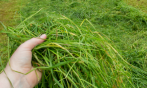 O Programa Forrageiras do Ceará busca modernizar a produção e garantir mais segurança alimentar para os rebanhos.