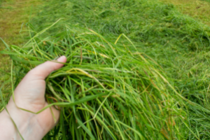 Plantação de forrageira em uma propriedade rural no Ceará.