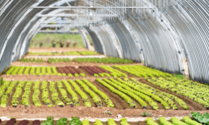 Agricultor americano adapta irrigação às novas condições climáticas