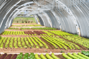 Agricultor norte-americano usando irrigação em área seca