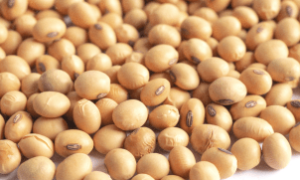 Preço da soja sofre nova baixa após mudanças nos EUA