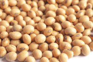 Grão de soja sofre desvalorização com queda na bolsa de Chicago