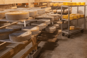 produção de queijo cearense artesanal
