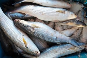 Raw fish on market counter