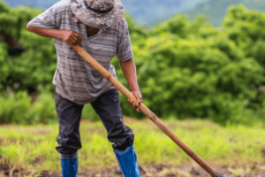 Trabalhador rural durante colheita em lavoura