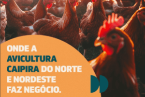 PEC Nordeste 2025: Especial Avicultura Caipira & Inovação