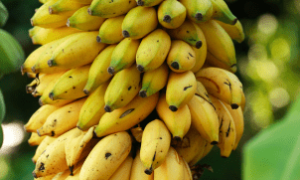 Projeto Rota da Banana fortalece pequenos produtores em 24 municípios de MT