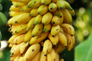 agricultores mato-grossenses da Rota da Banana em evento local