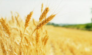 Rússia reforça controle sobre ativos do setor de grãos, afetando o comércio global