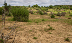 Solo seco, sol intenso e tecnologia: os ingredientes para um novo agro no semiárido