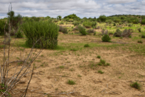 agricultor nordestino trabalhando em solo seco com inovação