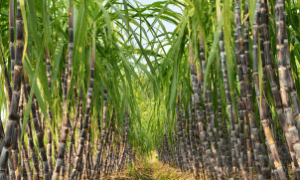 O fungo Colletotrichum foi confirmado como causador da síndrome do murchamento da cana.