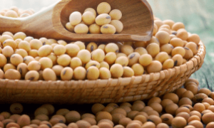 Produtores brasileiros enfrentam variações de preços e limitações logísticas na comercialização da soja