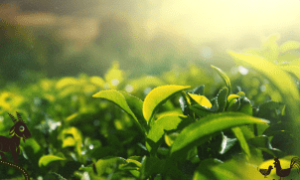 Manejo com inoculantes é alternativa sustentável que beneficia solo e plantas