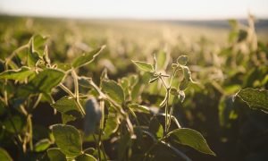 Soy field in early morning. Soy agriculture