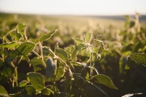 Soy field in early morning. Soy agriculture