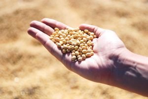 Prazo para declaração de área plantada de soja no MS vai até 10 de janeiro