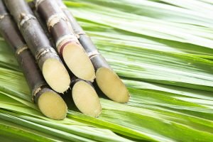 Produção de Cana-de-Açúcar Deve Sofrer Queda de 4,8% na Safra