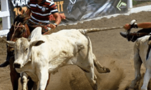 Julgamento do STF confirma legalidade da vaquejada em todo o Brasil