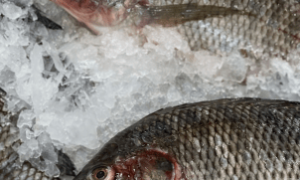 À direita, a super tilápia geneticamente editada. À esquerda, a tilápia comum.