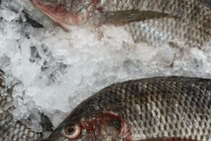 Super tilápia criada pela Brazilian Fish ao lado da tilápia comum
