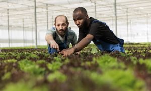 Teamworking farm workers carefully inspecting vegetable plantation crop yields are growing in healthy certified organic way without using harmful chemicals. Local horticulture sustainable greenhouse