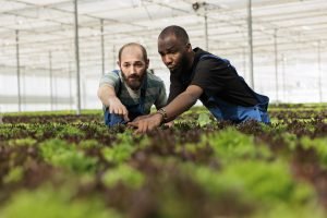 Teamworking farm workers carefully inspecting vegetable plantation crop yields are growing in healthy certified organic way without using harmful chemicals. Local horticulture sustainable greenhouse