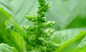 Uso de drones e sensores para identificar caruru-palmeri