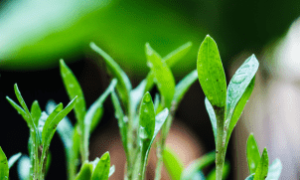 TCP da Global Biotecnologia sendo aplicada em viveiros de camarão