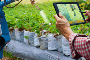 Colheitadeira com tecnologia no campo