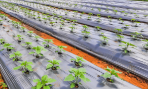 Satélites mapeiam resíduos plásticos agrícolas para solução sustentável.