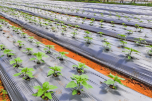 Tecnologia detecta plástico na agricultura por meio de imagens de satélite e IA.
