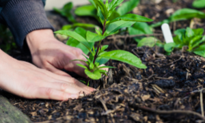 Vista aérea de uma plantação, simbolizando o aumento no valor das terras agrícolas no Brasil