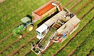 Produção de tomate, pimentão e algodão impulsiona novas fronteiras agrícolas do Ceará.