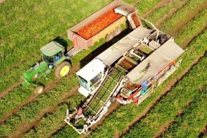 Colheita de algodão e produção de tomate em estufas representam o avanço do agro cearense em 2025