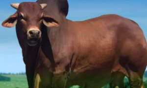 O touro sindi é uma escolha estratégica para a produção terminal em pecuária de corte.