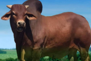 Touro sindi como opção de cruzamento industrial com novilhas F1 angus x nelore.