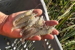 A Fenacam 2025, em Natal, espera movimentar mais de R$ 40 milhões em negócios aquicultura. Saiba mais sobre o maior evento do setor nas Américas e o crescimento da carcinicultura.
