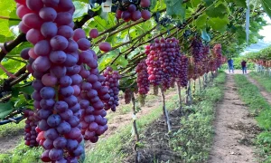 Vale do Jaguaribe se consolida como polo exportador com uva, frutas e eventos do agro
