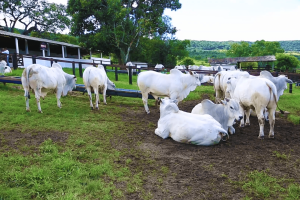 Leilão Nelore FMFC reúne criadores e destaca animais com elevado padrão genético no Ceará.